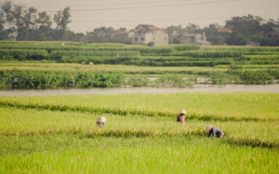 Người dân thu hoạch lúa trên cánh đồng vàng óng