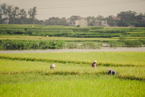 Người dân thu hoạch lúa trên cánh đồng vàng óng